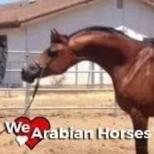 Meet your Posher, Debby